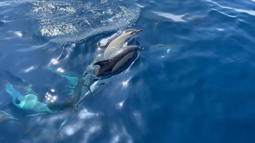 Avistamiento de delfines desde La Herradura
